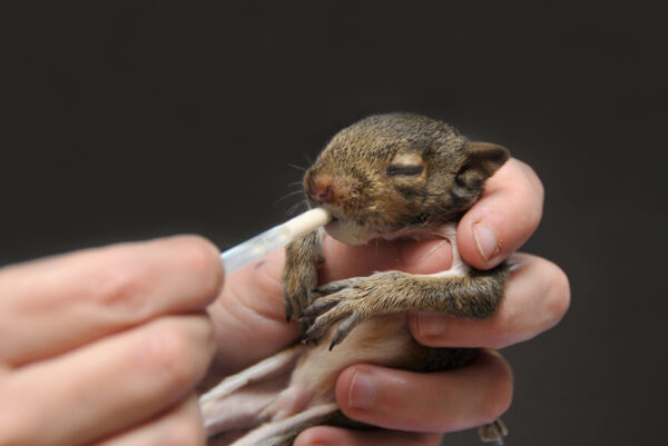 New Study Identifies the Greatest Threat to Wildlife across North America and Canada: People