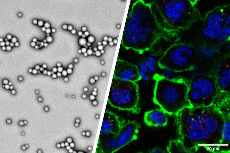 Purdue Researchers Create Biocompatible Nanoparticles to Enhance Systemic Delivery of Cancer Immunotherapy