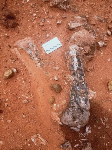 "New Long-Necked Dinosaur Discovered"