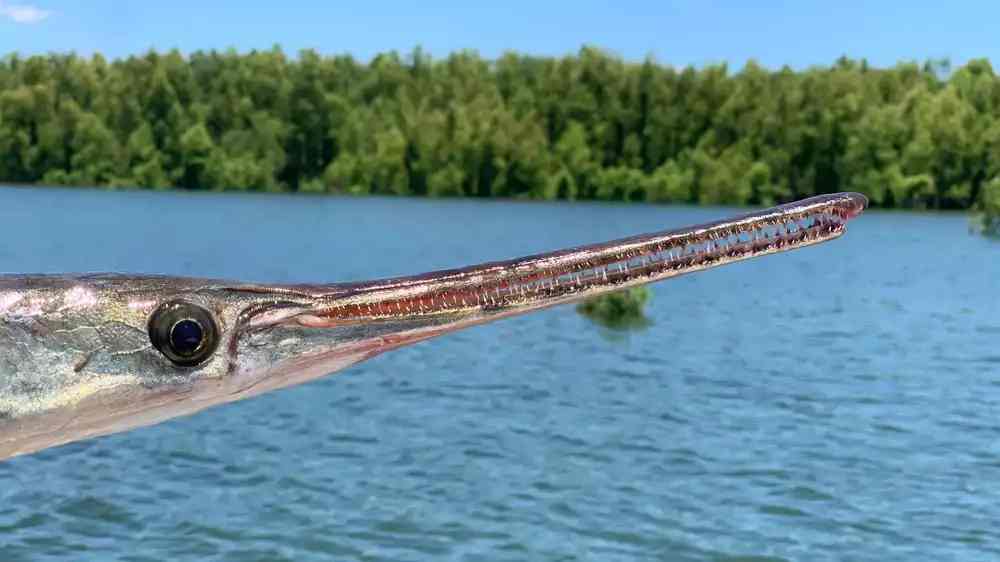"Study of Slowly Evolving ‘Living Fossils’ Reveals Key Genetic Insights"