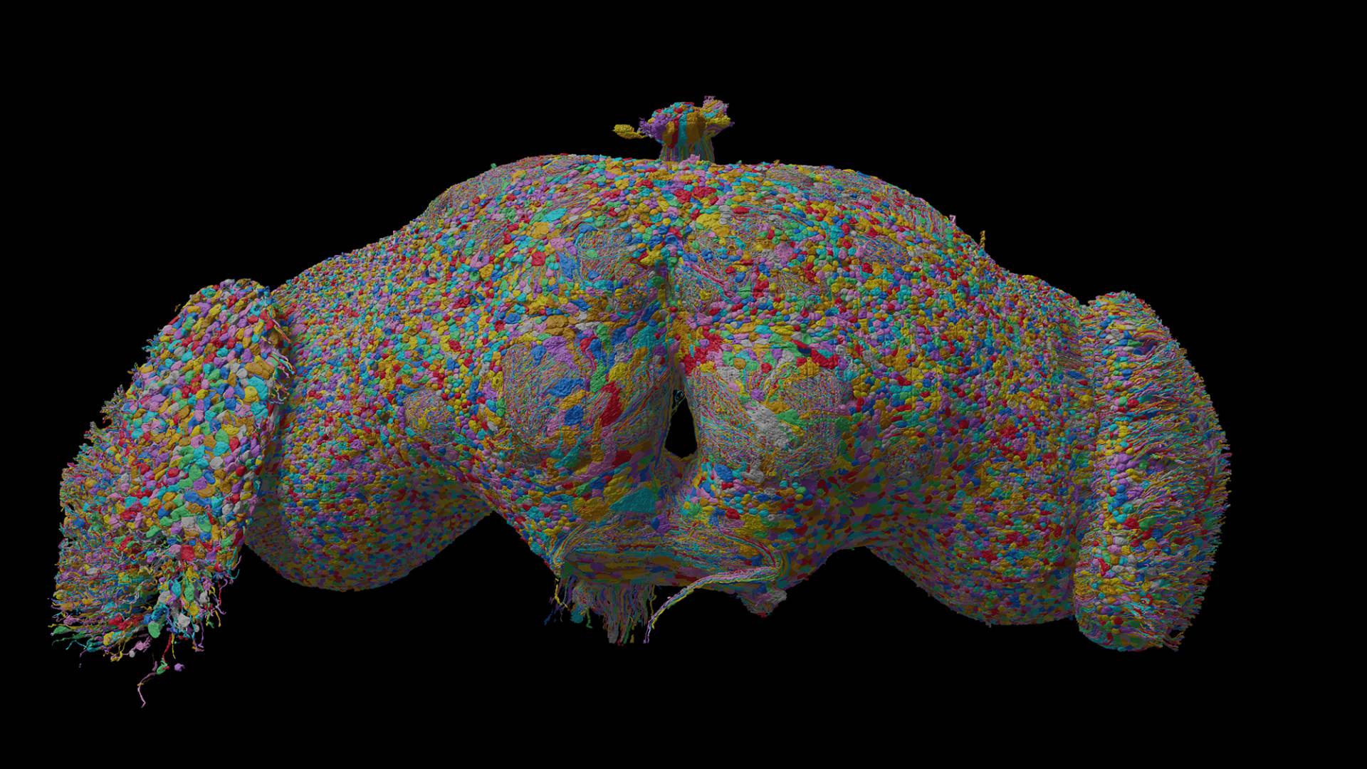 "Fruit Fly Serenade: Princeton Neuroscientists Decode The Tiny Creatures’ Mating Song"
