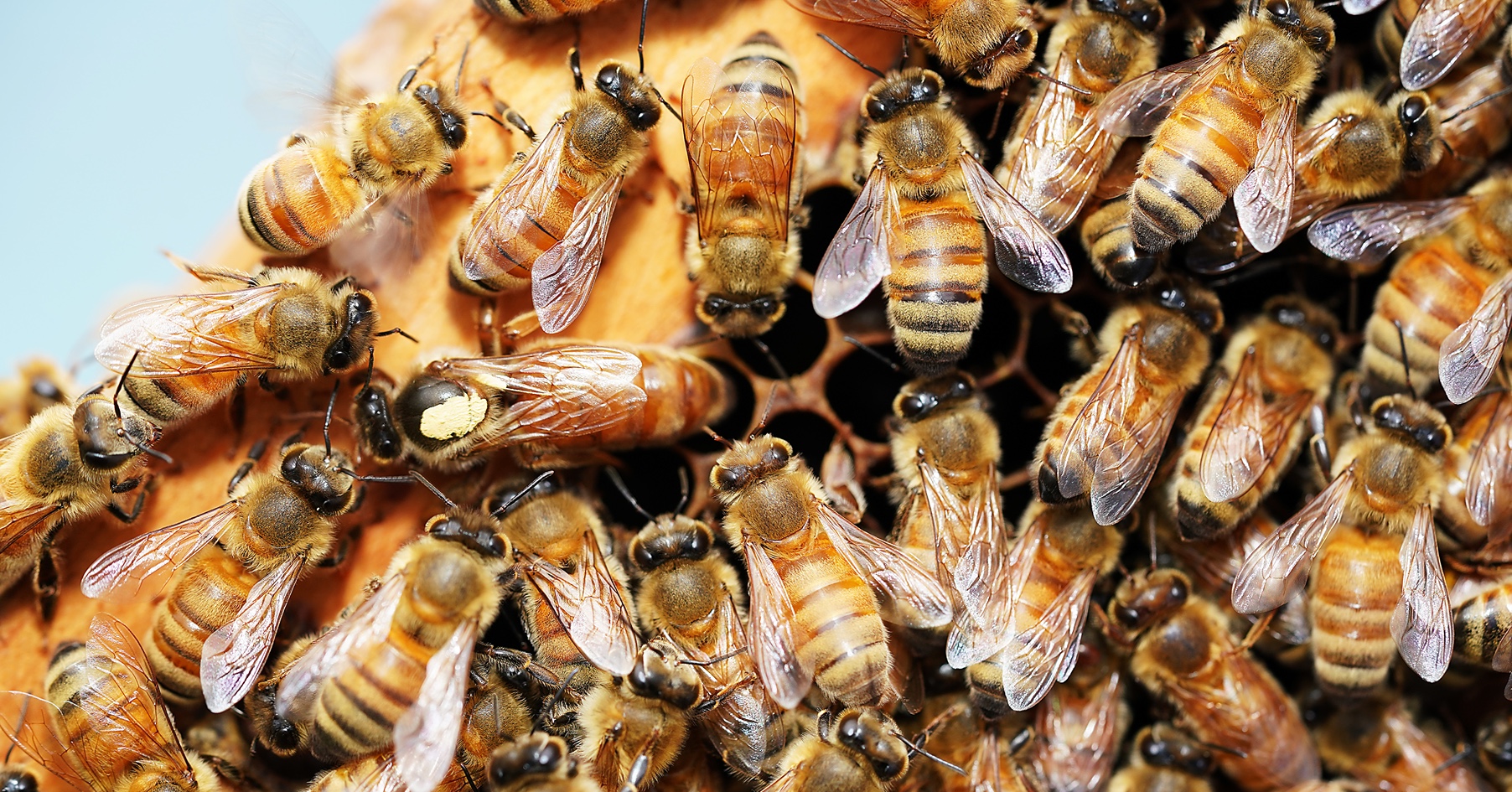 Research Team Explores Genomic Options to Enhance Honeybee Resilience
