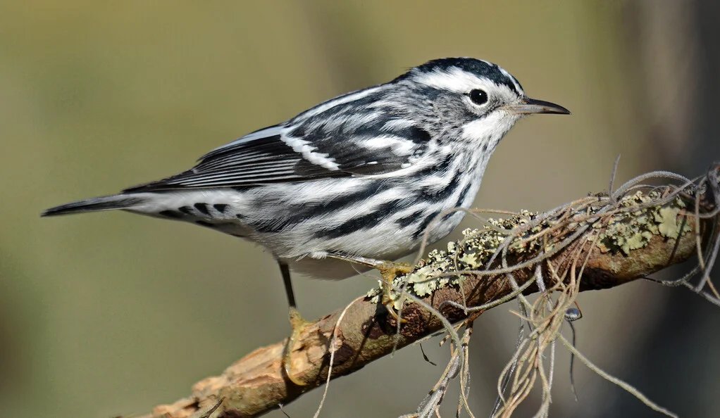Study Reveals How Birds Track Environmental Conditions Across the Seasons