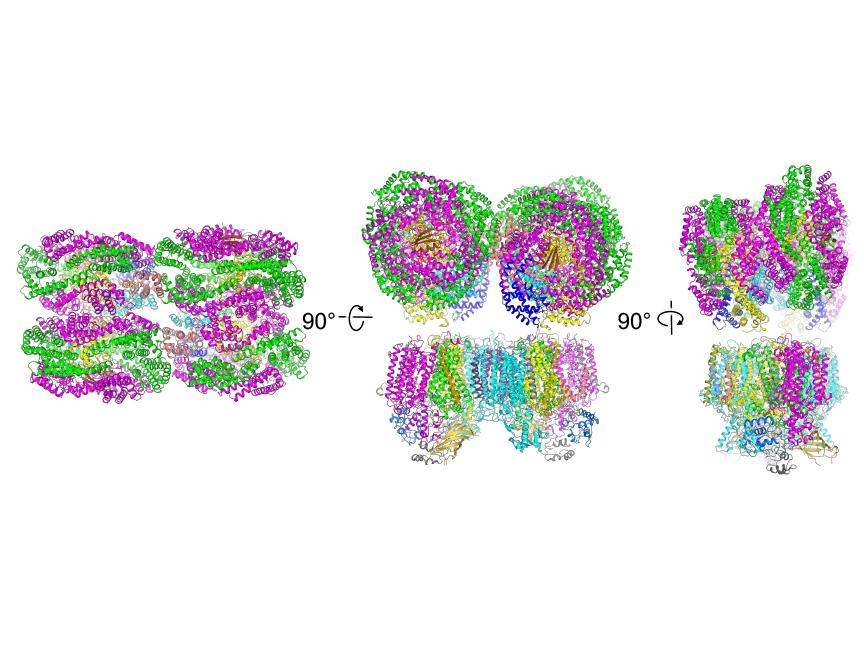 Altered Light-Harvesting Complex in a Cyanobacterium Allows Low-Energy Light Use
