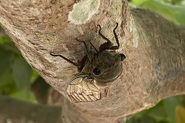 "Cicadas’ Unique Urination Unlocks New Understanding of Fluid Dynamics"