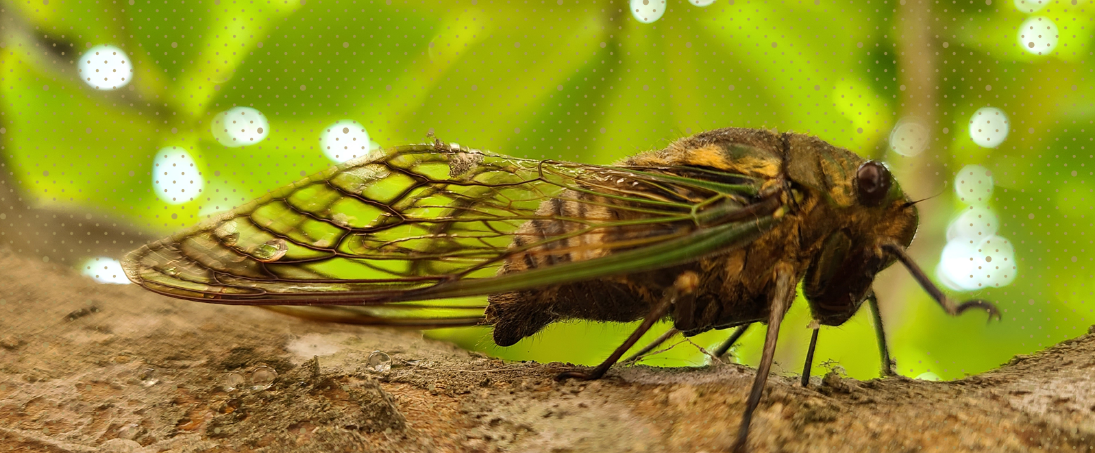 Cicadas’ Unique Urination Unlocks New Understanding of Fluid Dynamics