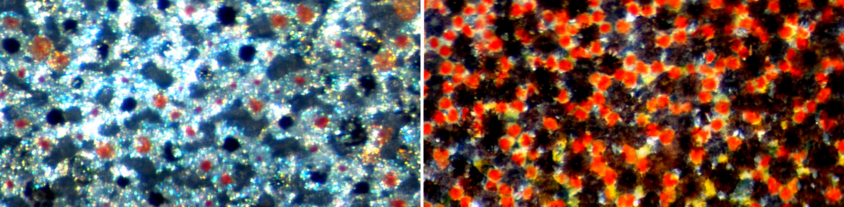 "This Fish Doesn’t Just See With Its Eyes -- It Also Sees With Its Skin."