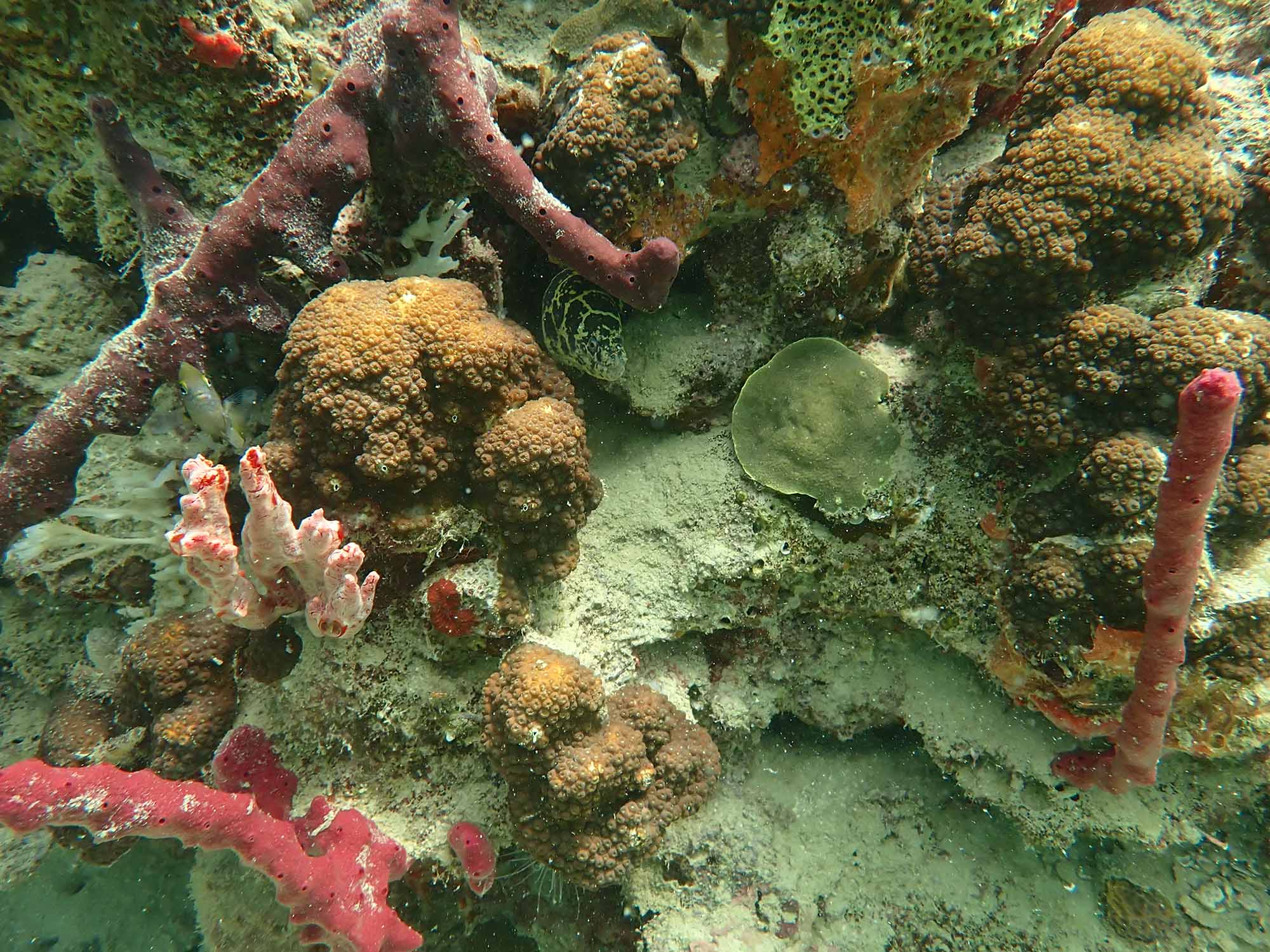 "For Coral Reefs, Temperature Is Everything—Is It Too Late to Save Them?"