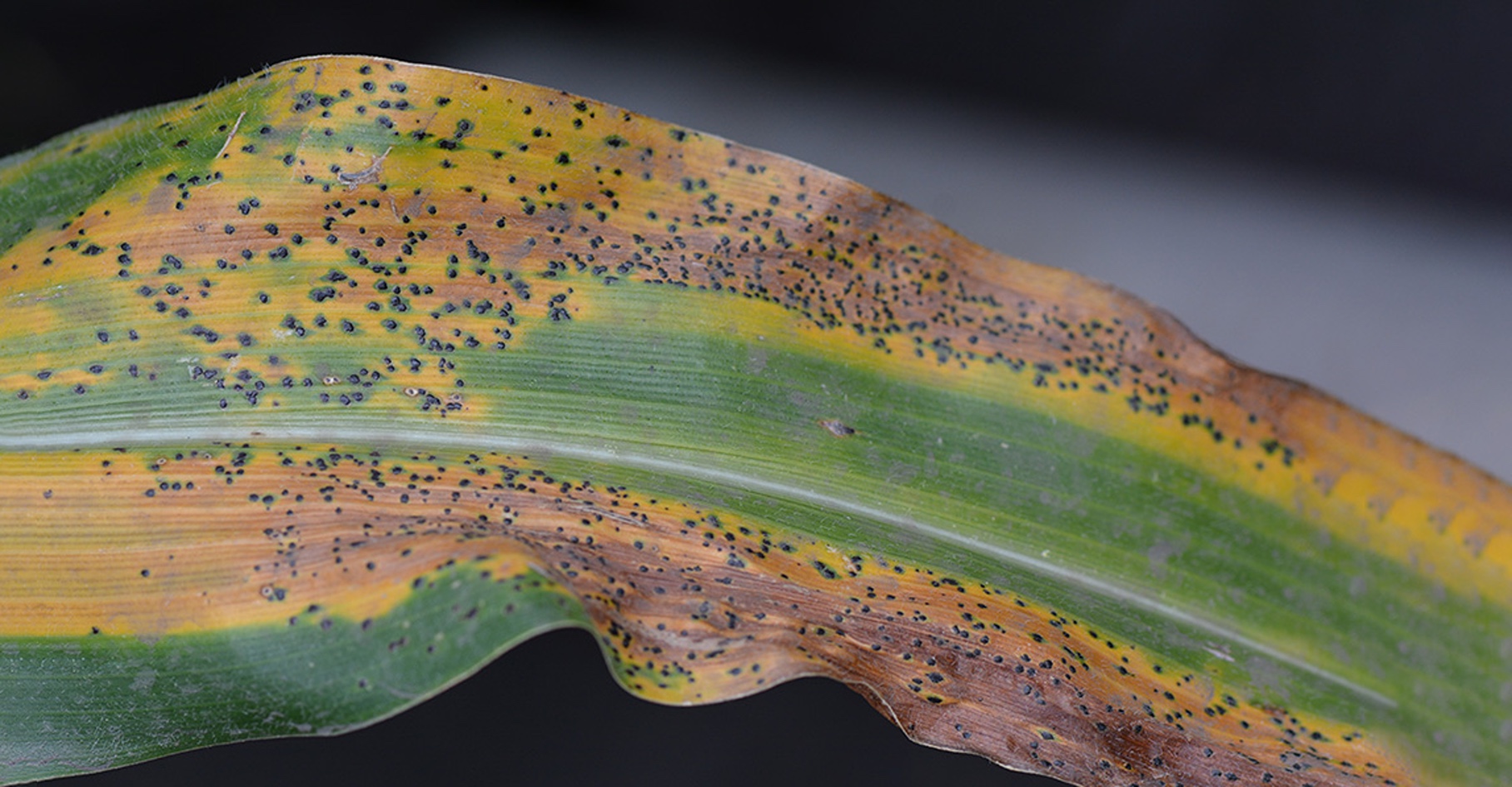 Fighting Tar Spot, A New Foe for Farmers