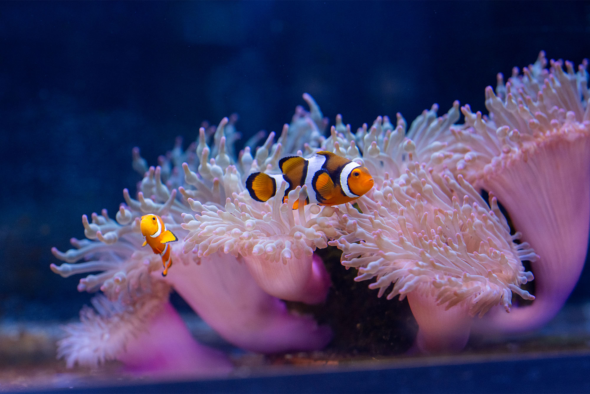 "Did You Know That Clownfish Behavior is Dependent Upon a Unique Social Hierarchy?"