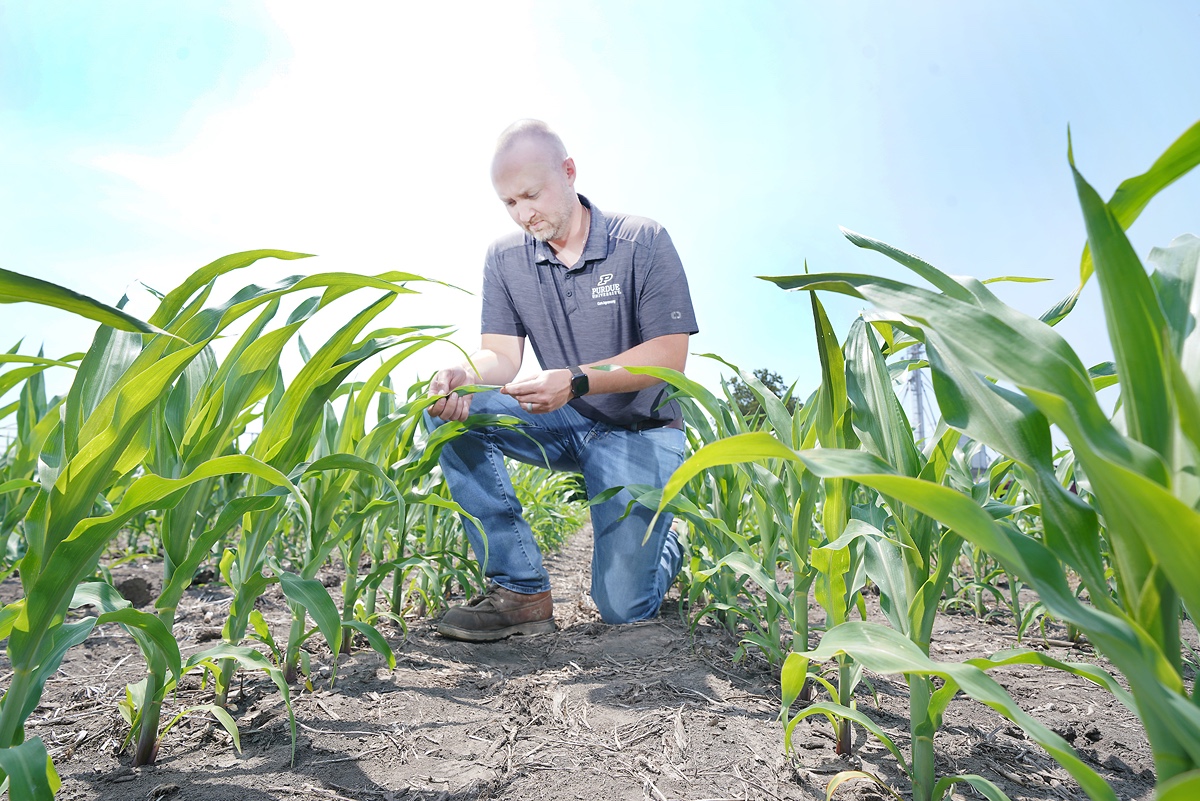 "Fighting Tar Spot, A New Foe for Farmers"