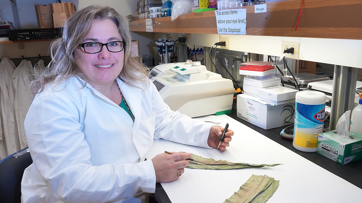 "Fighting Tar Spot, A New Foe for Farmers"