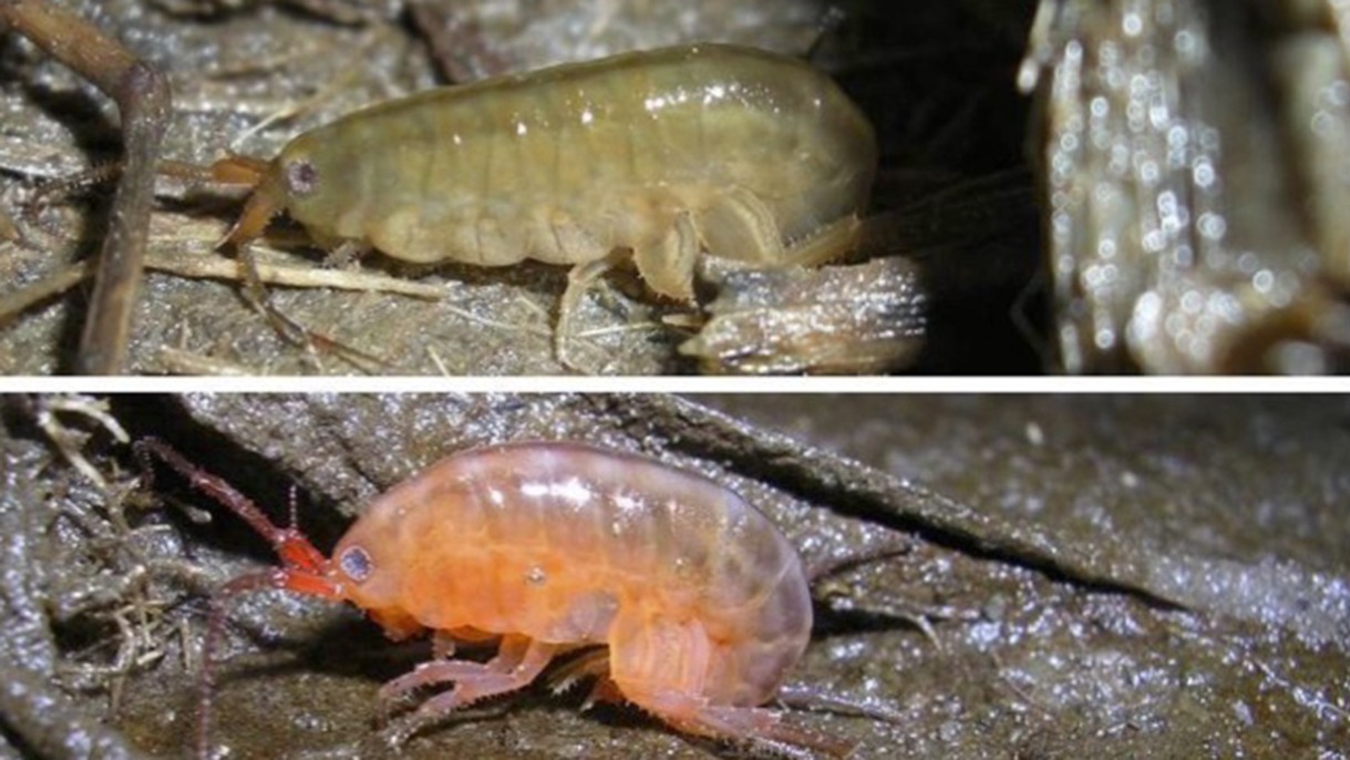 "Scientists show how parasites turn marsh-dwelling brown shrimp into neon zombies"