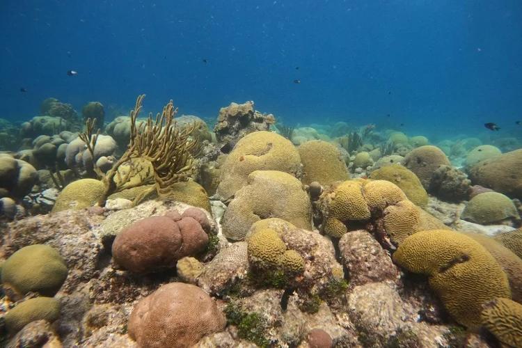 "U of T marine biologist dives deep in pursuit of ocean conservation data"