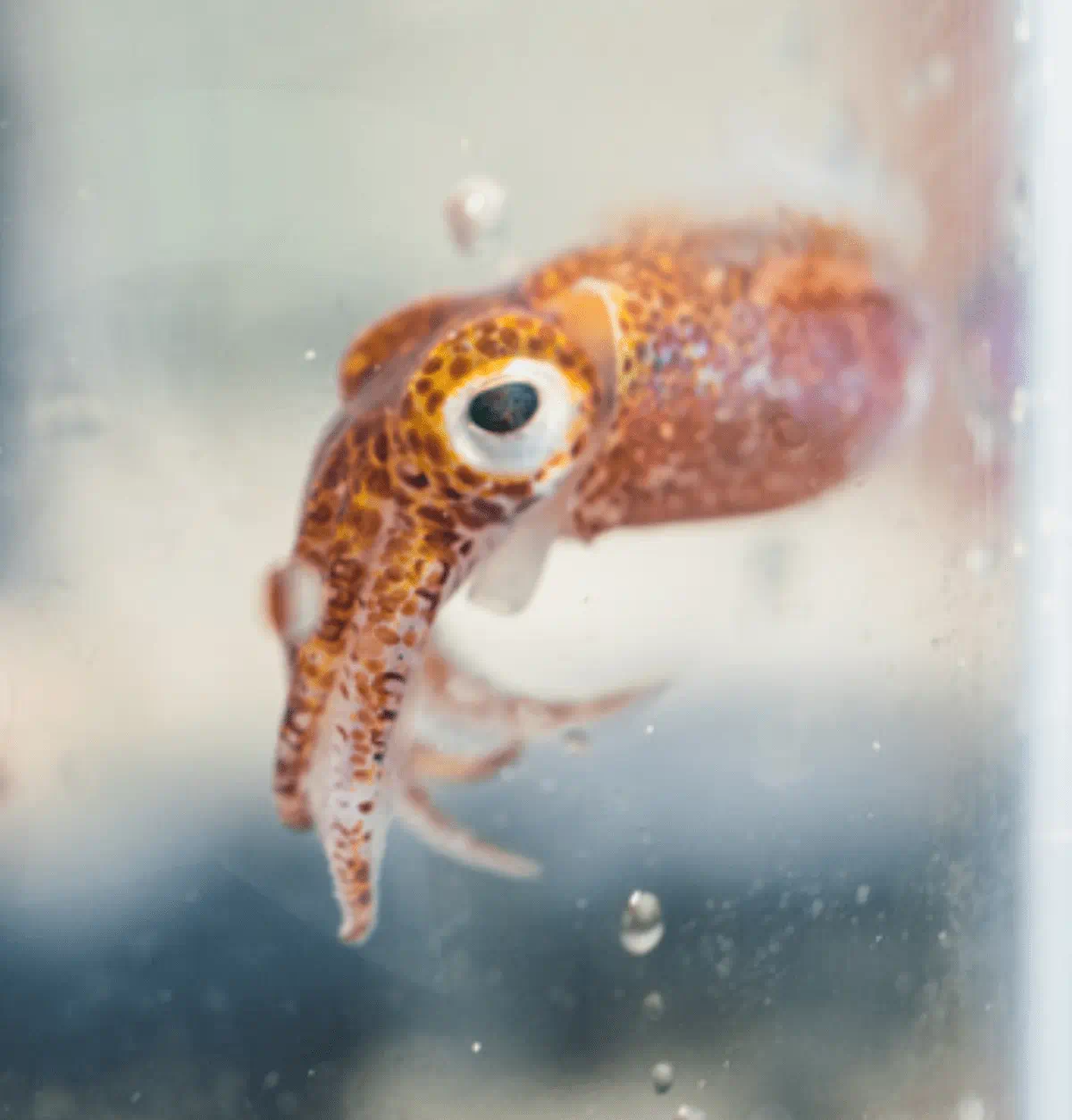 "How Studying Defensive Bacteria May Help Human Gut Health"