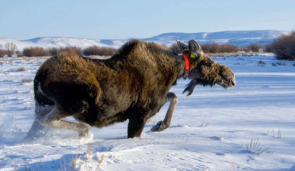 Gauging the Key Role Animals Can Play in Monitoring Climate Change