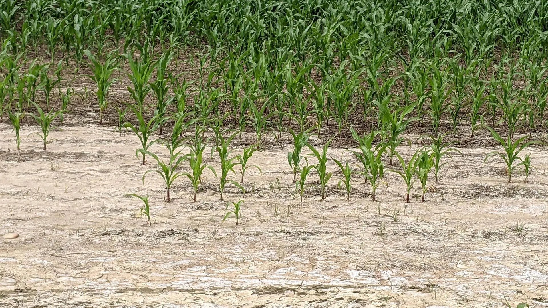 Study Finds Sea-level Rise Is Swallowing Farms in Maryland, Delaware and Virginia