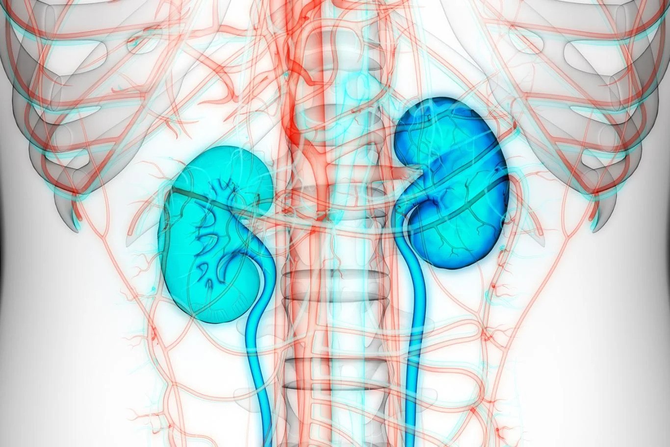 Research Ties Gut Microbial TMAO Pathway to Chronic Kidney Disease