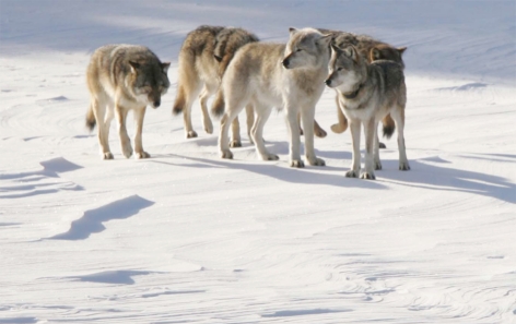 "The Surprising Role of Gray Wolves in Ecosystem Dynamics"