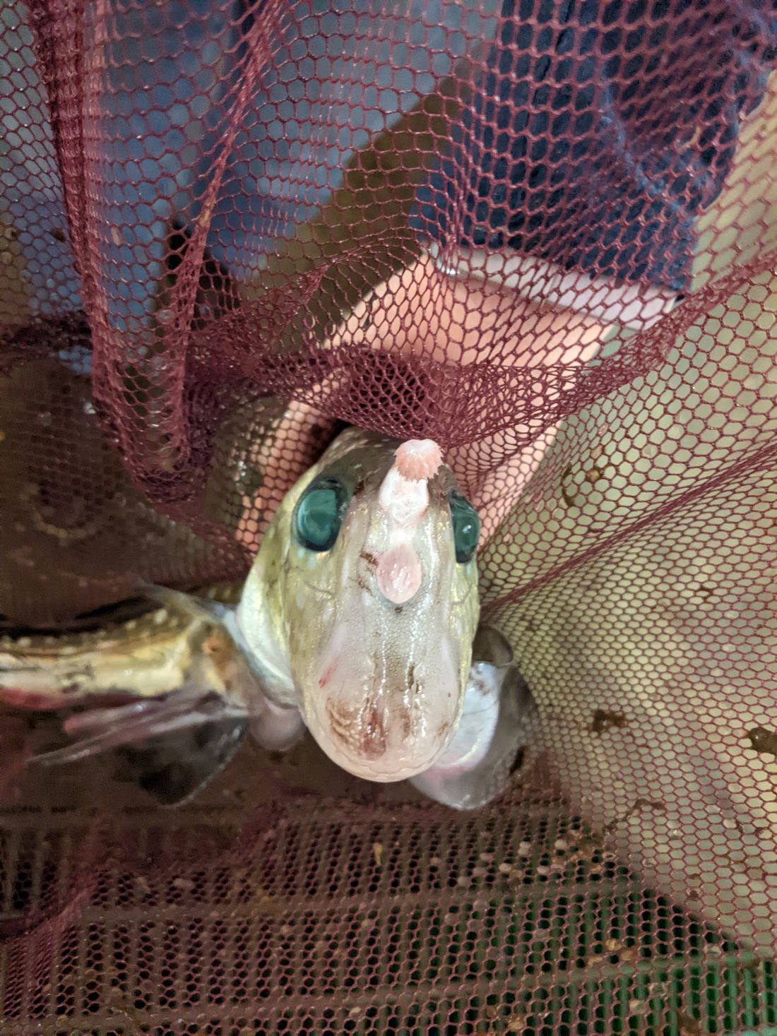 "Unlocking Secrets of the Elusive Ghost Shark"