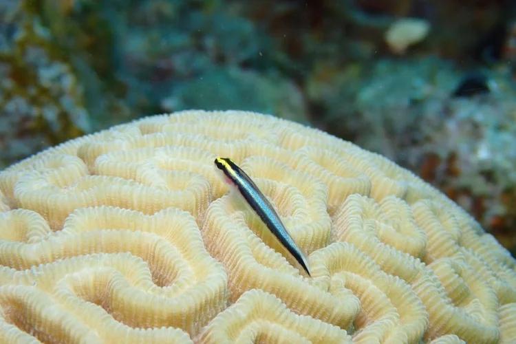 "A healthy reef with high cover of living coral off the coast of Curaçao (photo by Cassidy D’Aloia)"