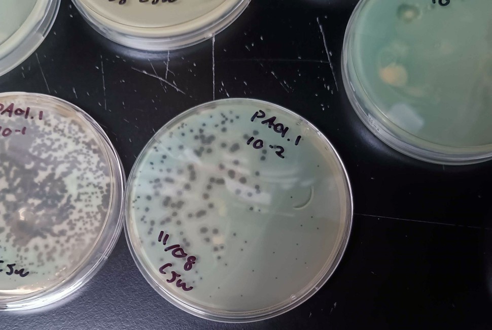 Engineering Viruses to Kill Deadly Pathogens