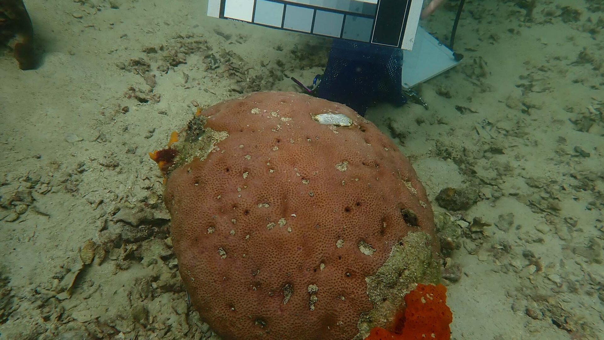 "For Coral Reefs, Temperature Is Everything—Is It Too Late to Save Them?"