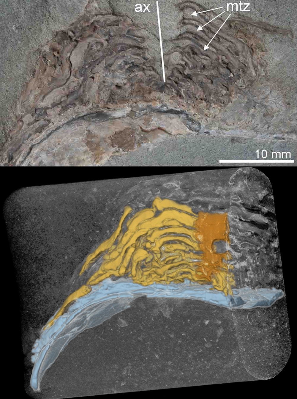 "Pacific kelp forests are far older than we thought"