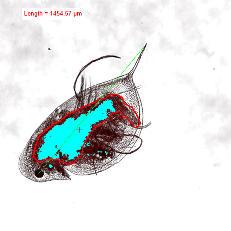"Experiment Shows Biological Interactions of Microplastics in Watery Environment"