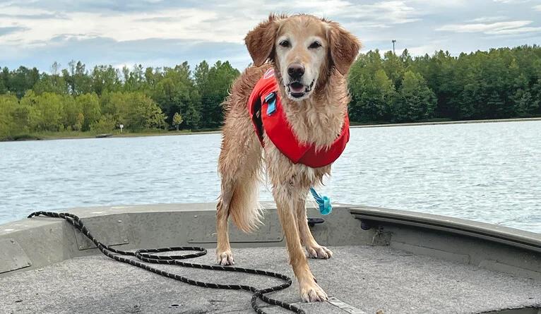 "Novel Cancer Vaccine Offers New Hope for Dogs — and Those Who Love Them"