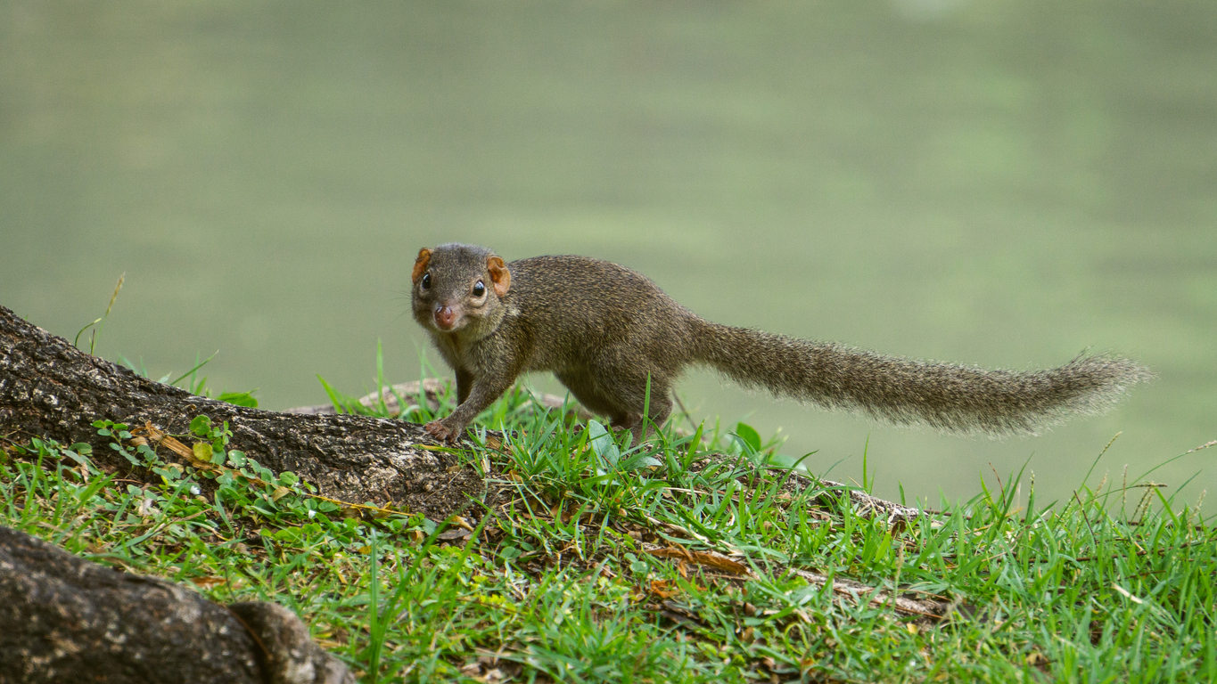 An Ecological Rule Breaker Shows the Effects of Climate Change on Body Size