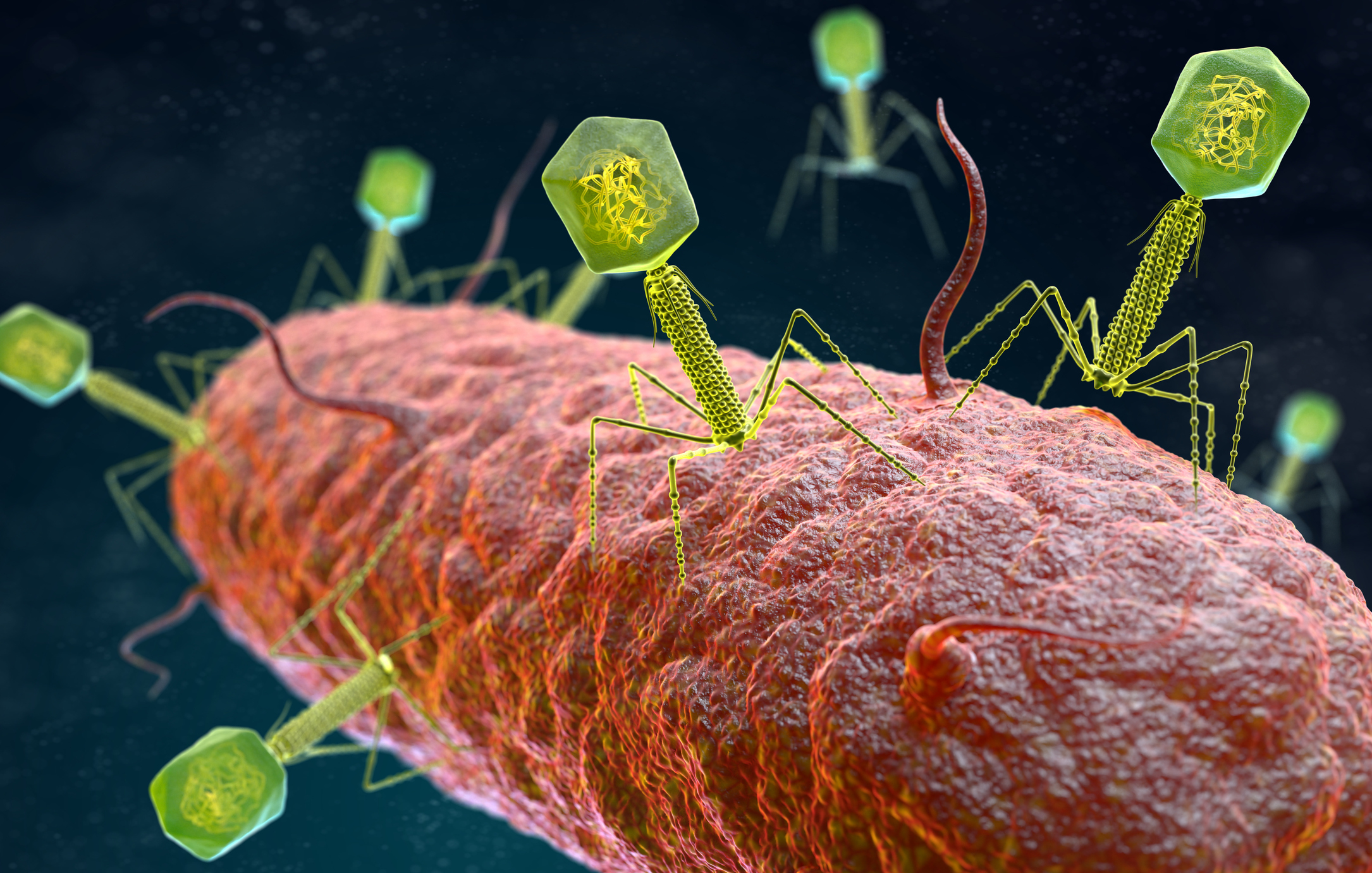 UB Researcher Uncovering New Phages to Better Understand Their Roles in Oral Health and Disease