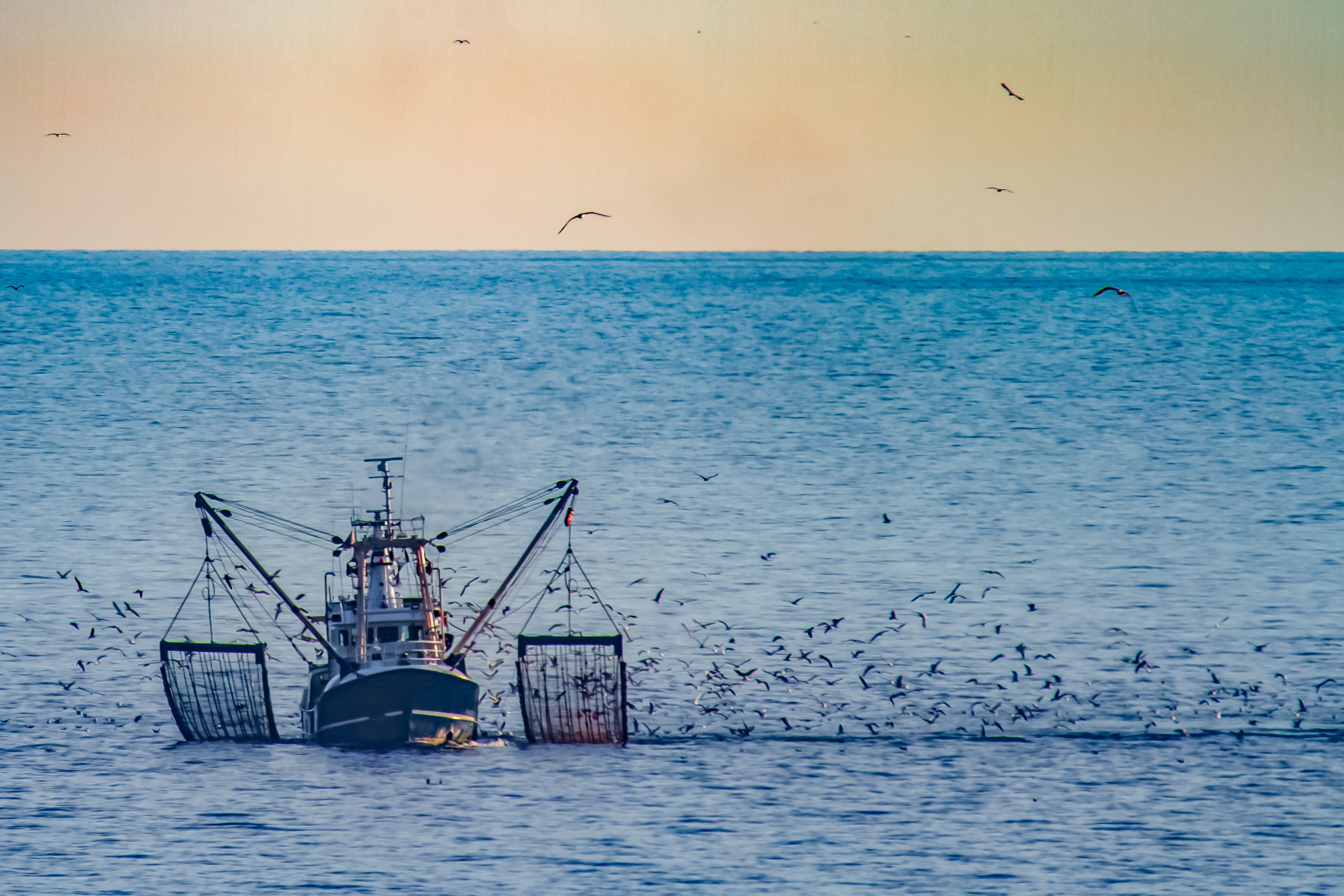 Coastal Fisheries Show Surprising Resilience to Marine Heat Waves