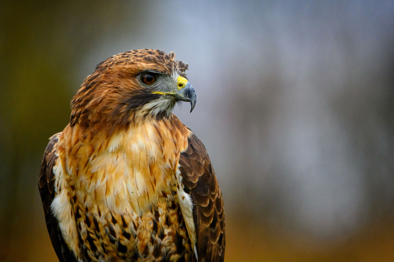 New Study is First to Find Exposure to Anticoagulant Rodenticides in Birds of Prey