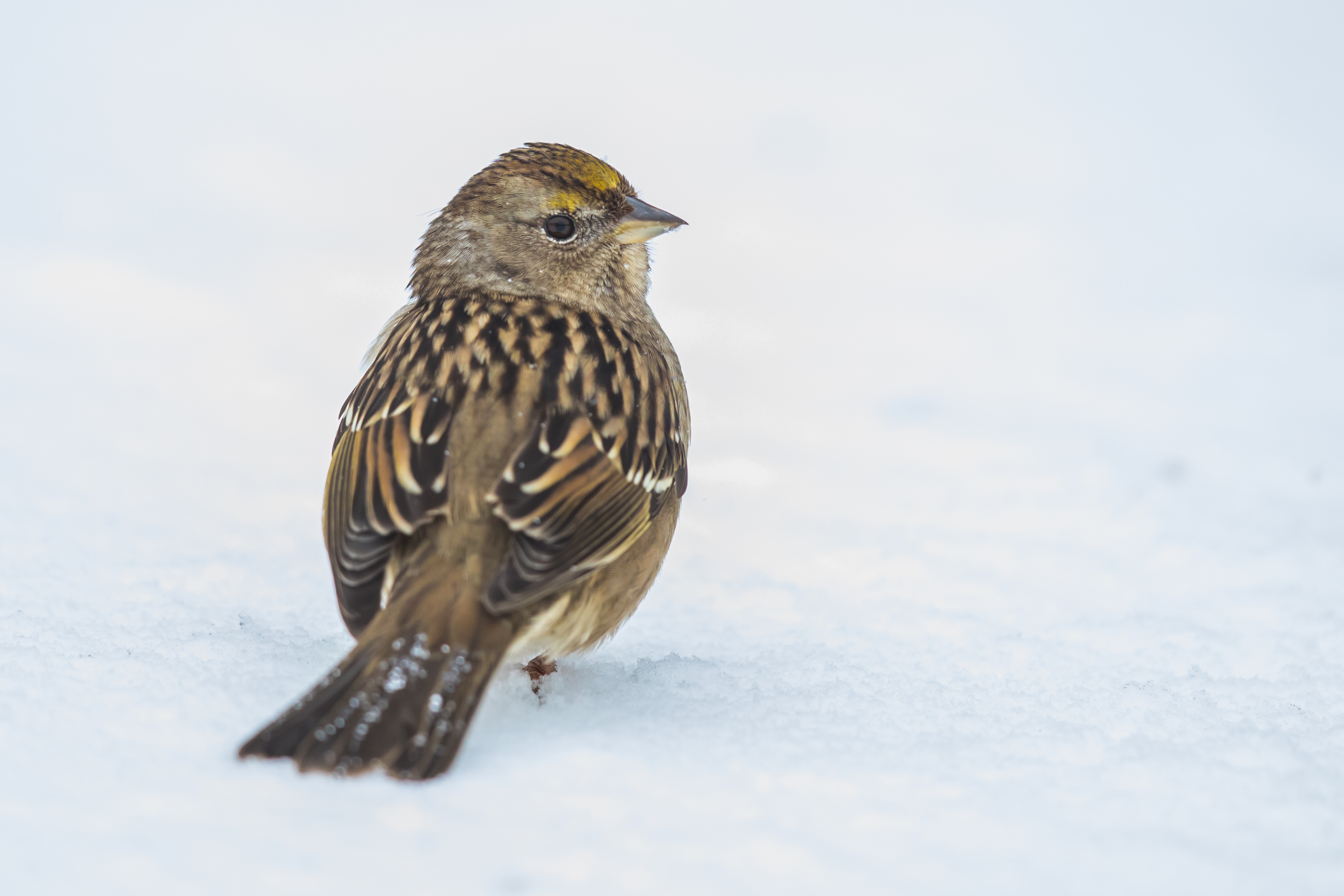 Golden-Crowned Sparrows Return to Overwintering Sites in Part Because of Their Friends