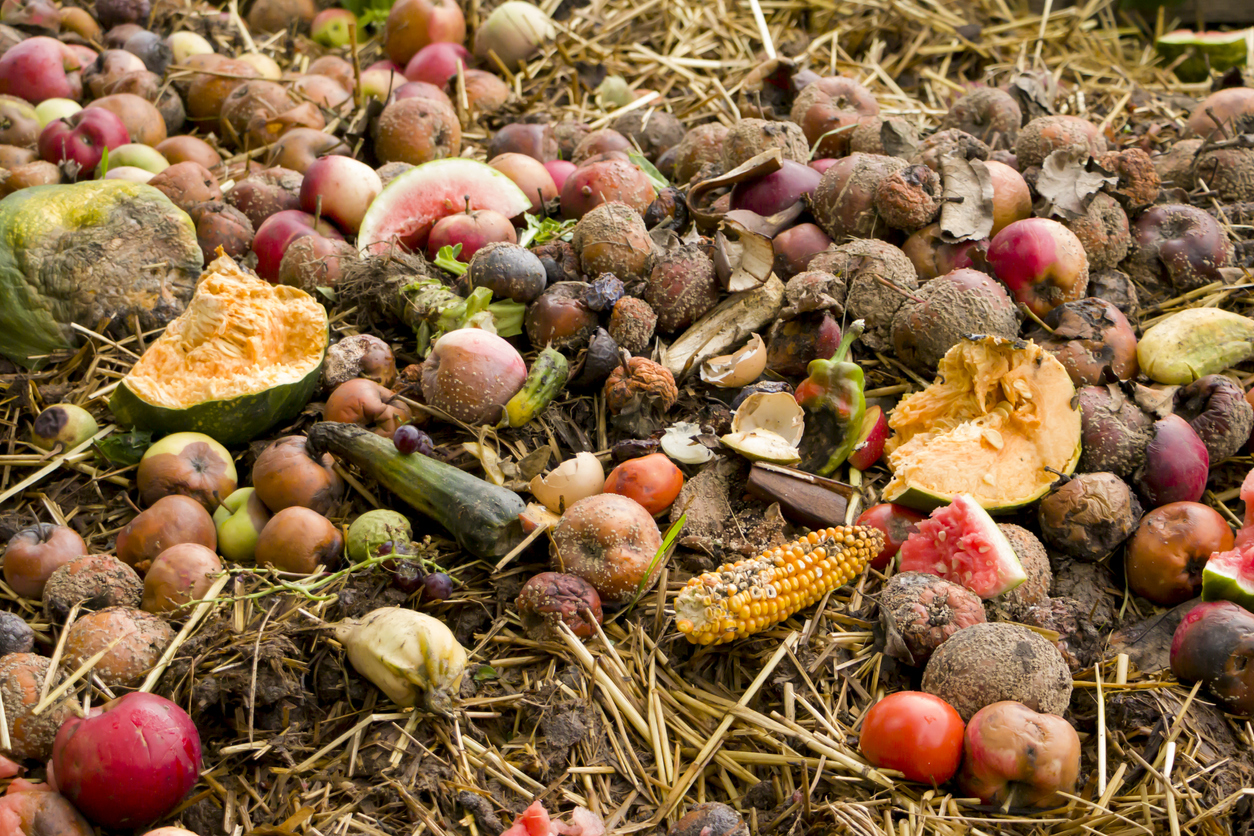Bioengineered Yeast Feed on Agricultural Waste