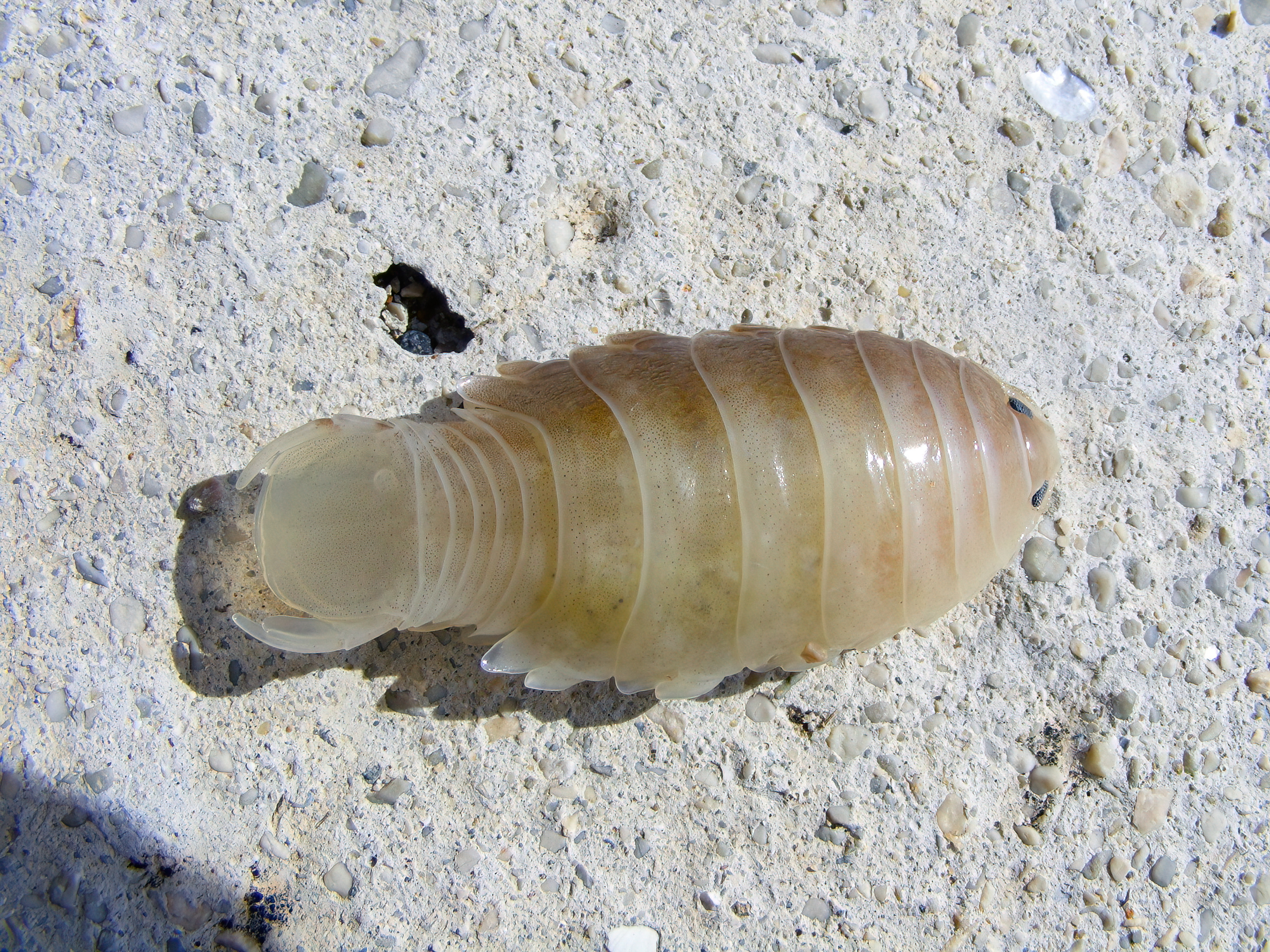 New Deep-Sea Crustacean Discovered in Bahamas