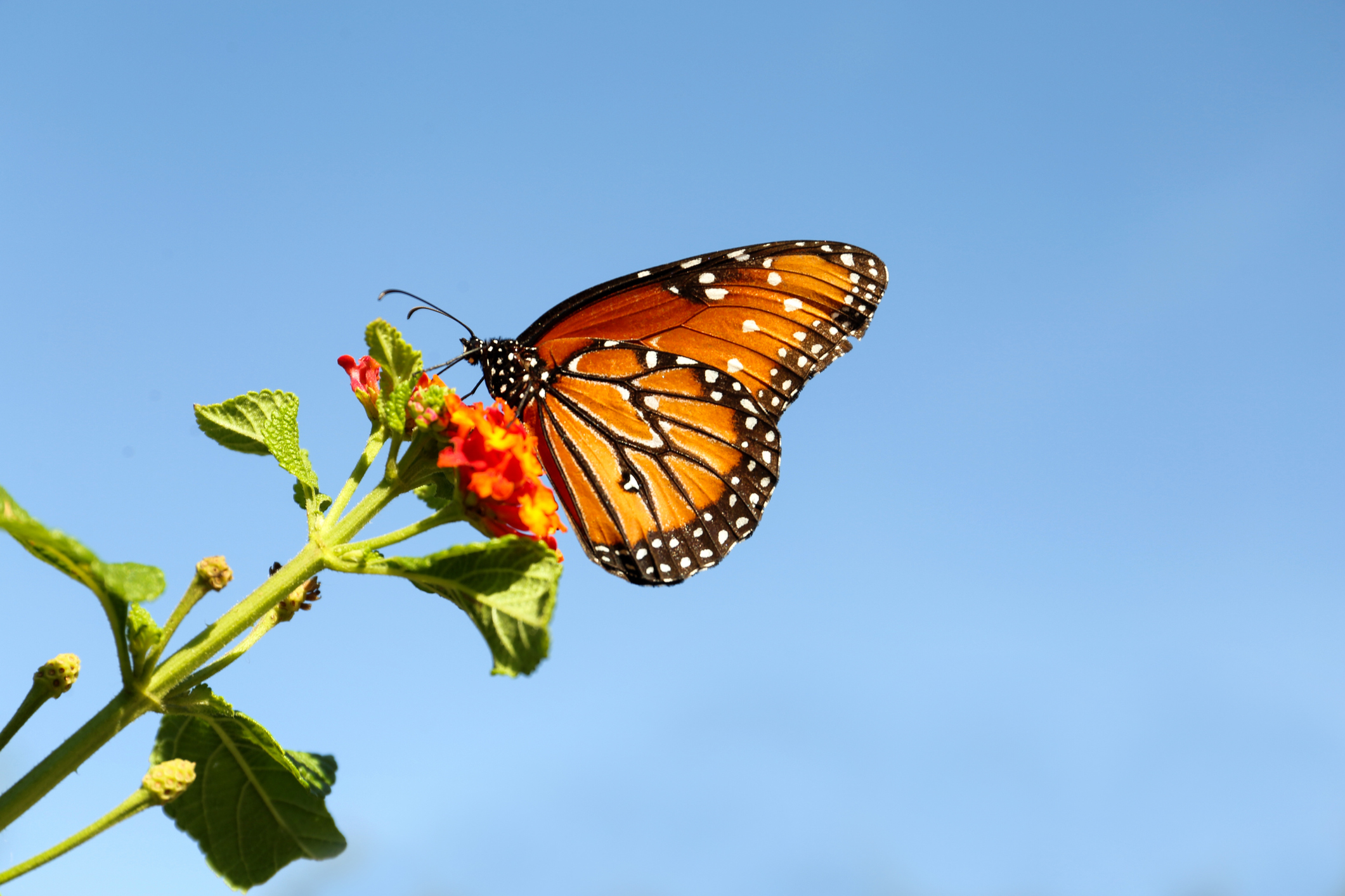 Tiny Pests Pose Problems for Iconic Monarch Butterfly