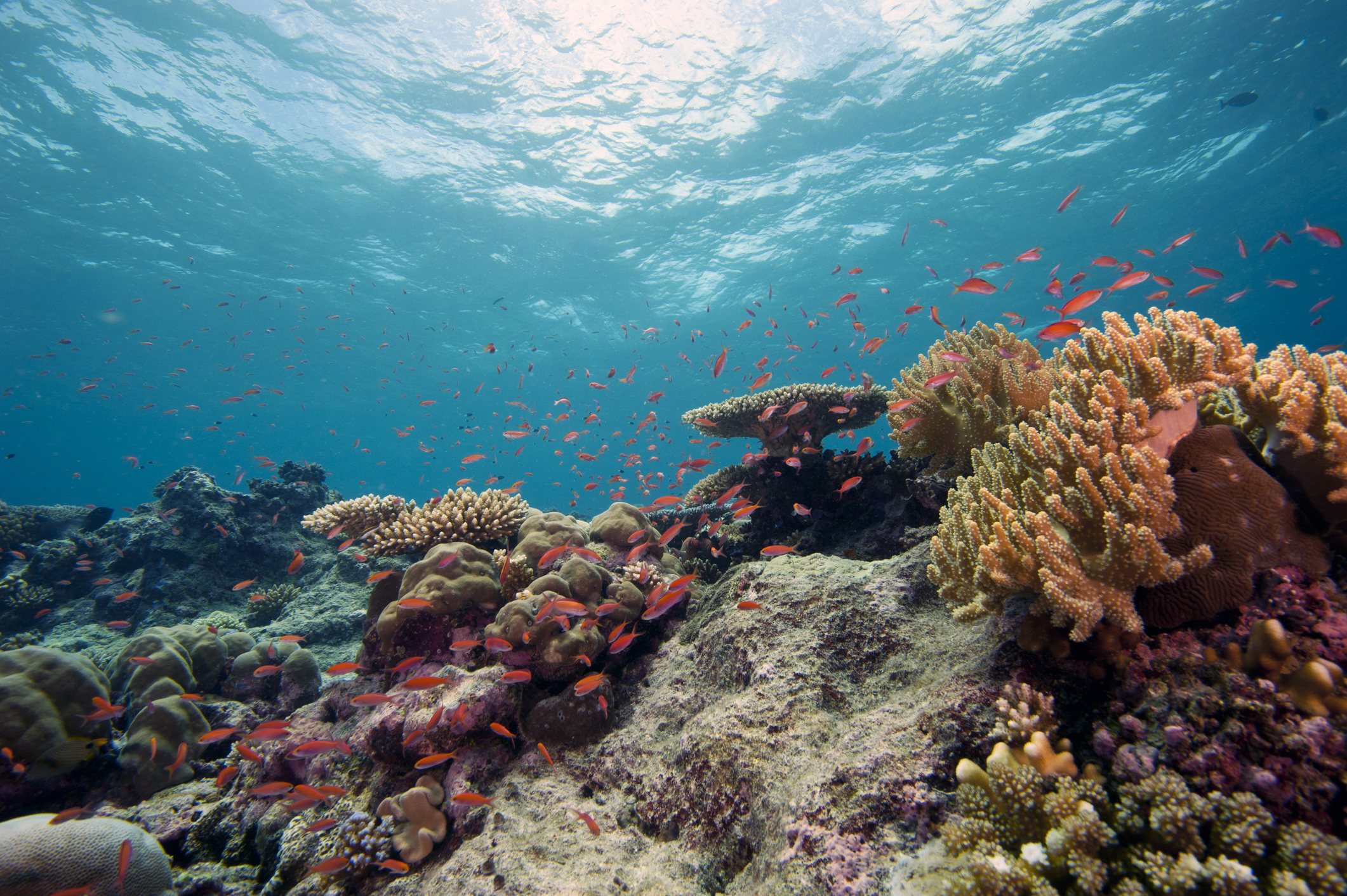 Scientists Begin to Crack Open Climate-Change Riddles Hiding in Ancient Coral