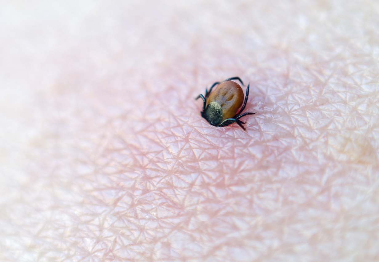 Novel Lyme vaccine shows promise
