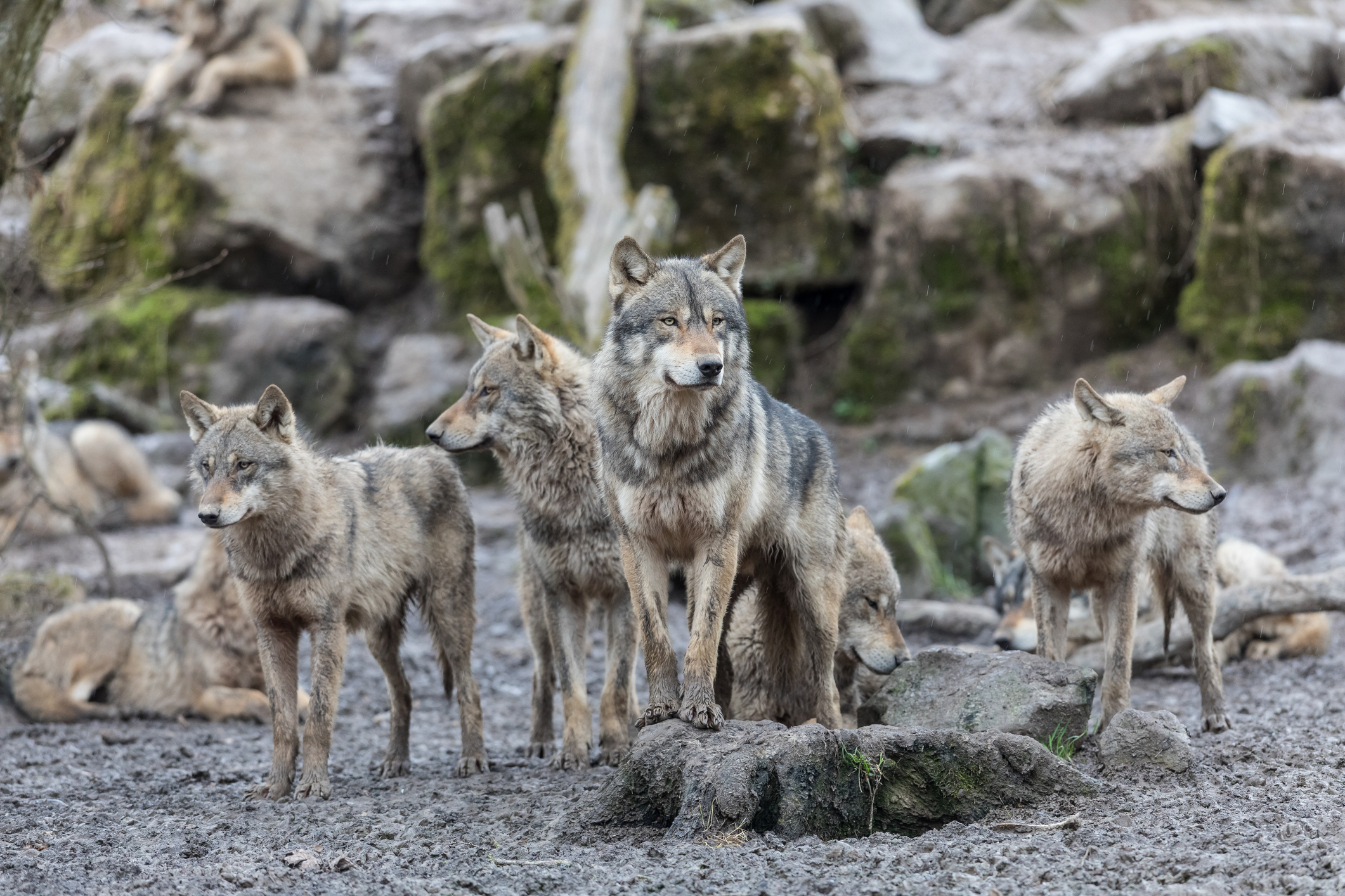 The Surprising Role of Gray Wolves in Ecosystem Dynamics