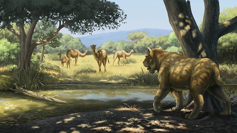 Illustration of an Ice Age saber-toothed cat stalking camels; Climate Change, Humans and Fire Likely Doomed Ice Age Animals