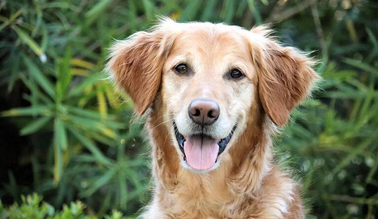 "Novel Cancer Vaccine Offers New Hope for Dogs — and Those Who Love Them"