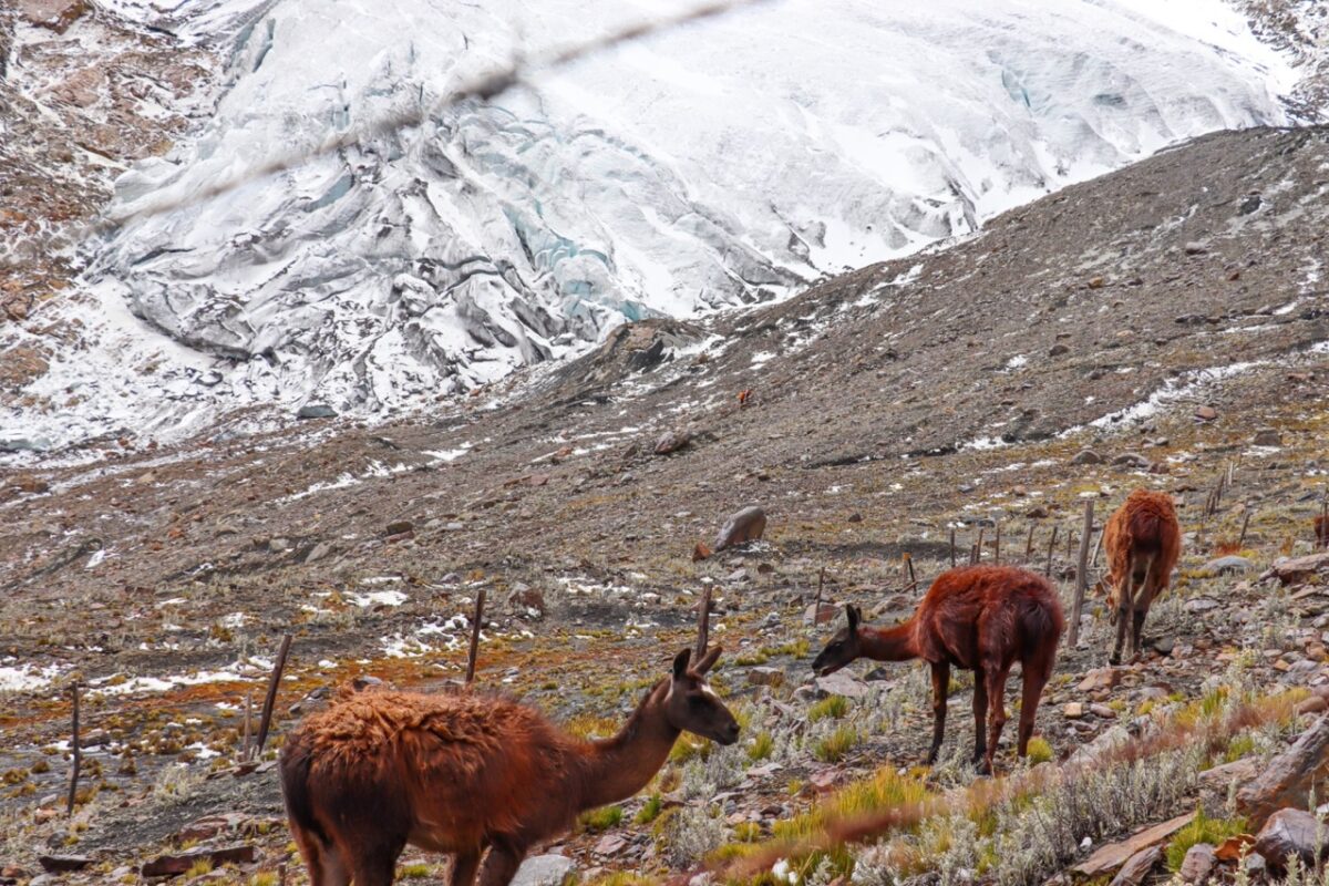 Llamas Help Mitigate Effects of Climate Change