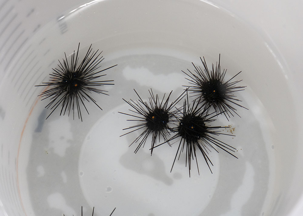 "Sea urchin killer spreads to new species, region"