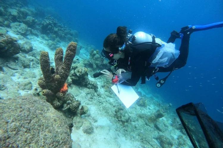 "U of T marine biologist dives deep in pursuit of ocean conservation data"