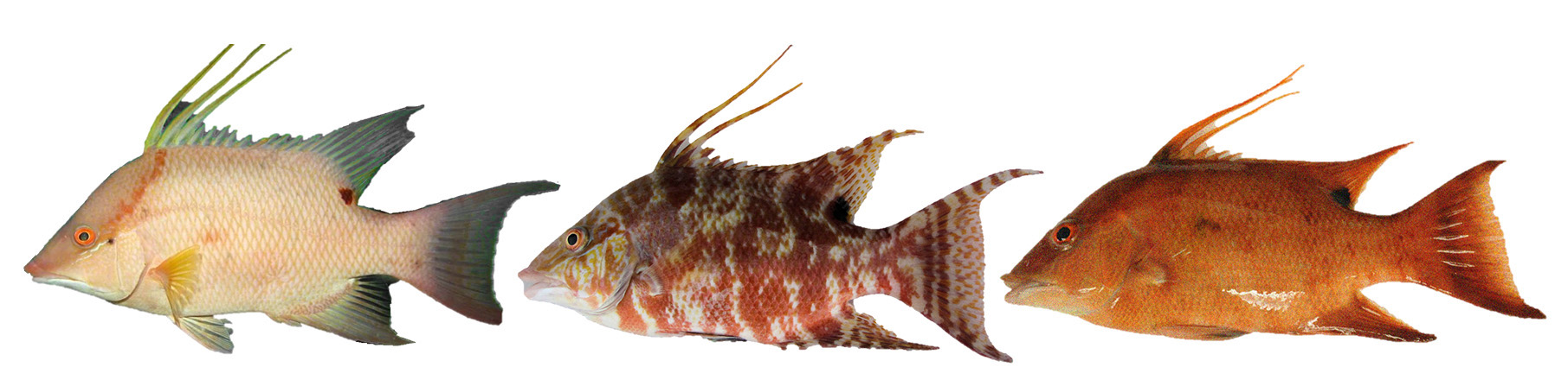 "This Fish Doesn’t Just See With Its Eyes -- It Also Sees With Its Skin."