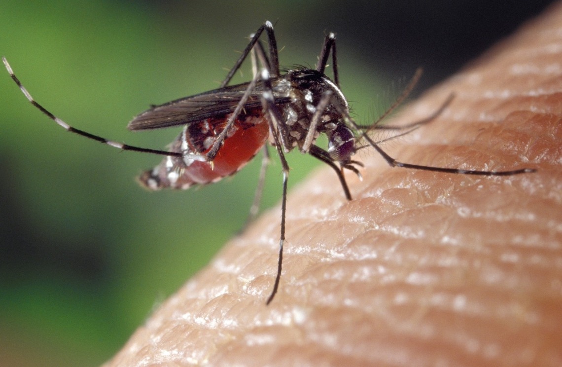 Innovative Chemical Strategy Targets Mosquito Larvae Gut to Combat Spread of Deadly Diseases