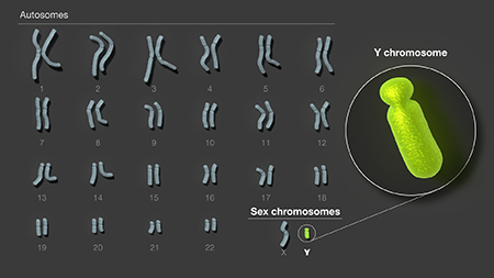 "Scientists Release the First Complete Sequence of a Human Y Chromosome"