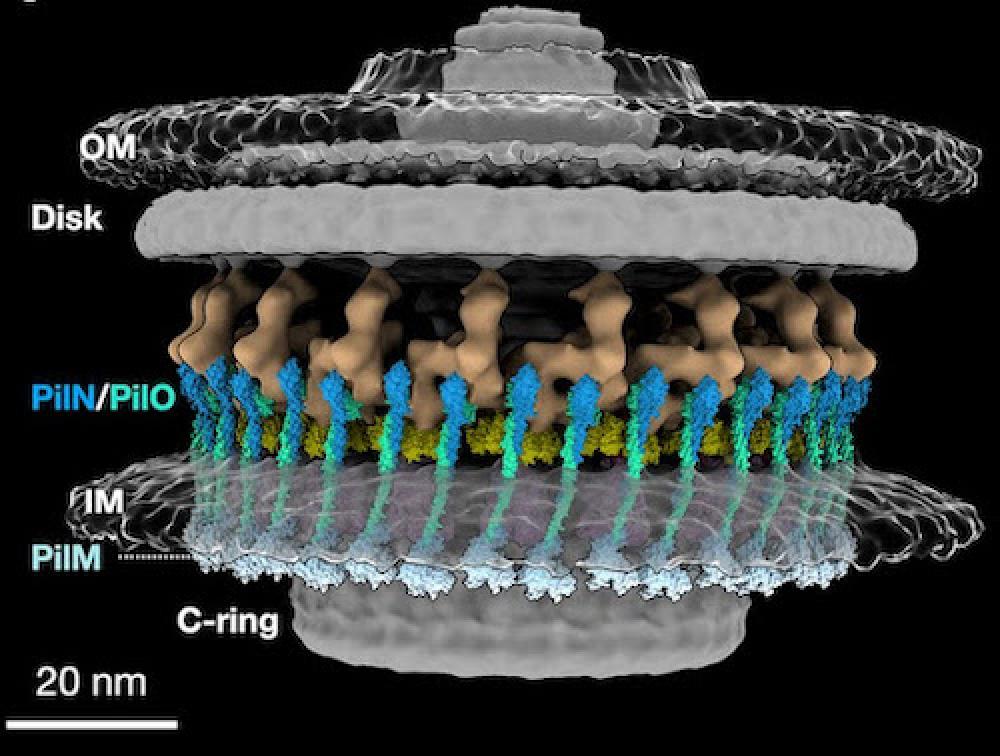 Scientists Find Unexpected Proteins in Bacteria Motors